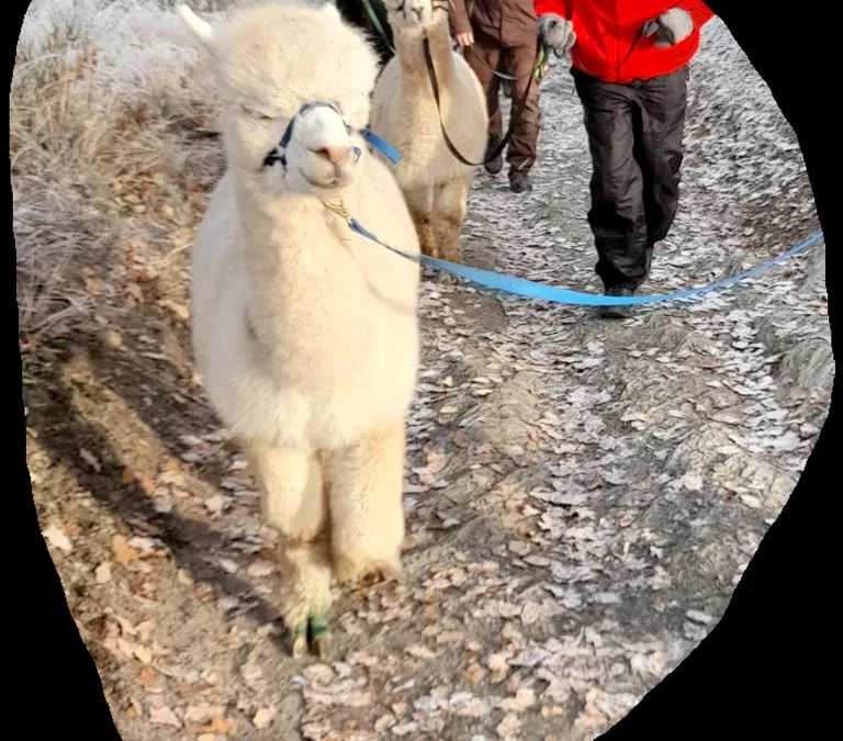 Termine für Alpaka-Spaziergänge Januar/Februar