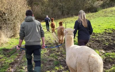 Termine für Spaziergänge