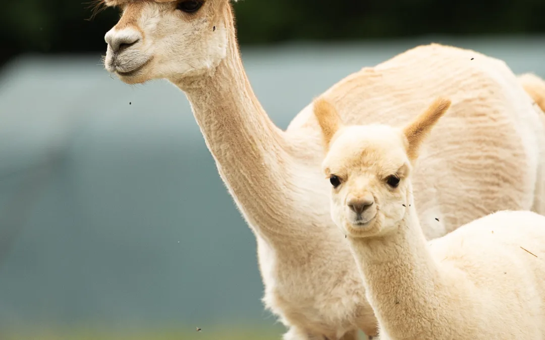 Alpaka-Entdeckerpass