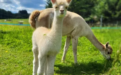 Einzelbegleitung Alpakabegegnung