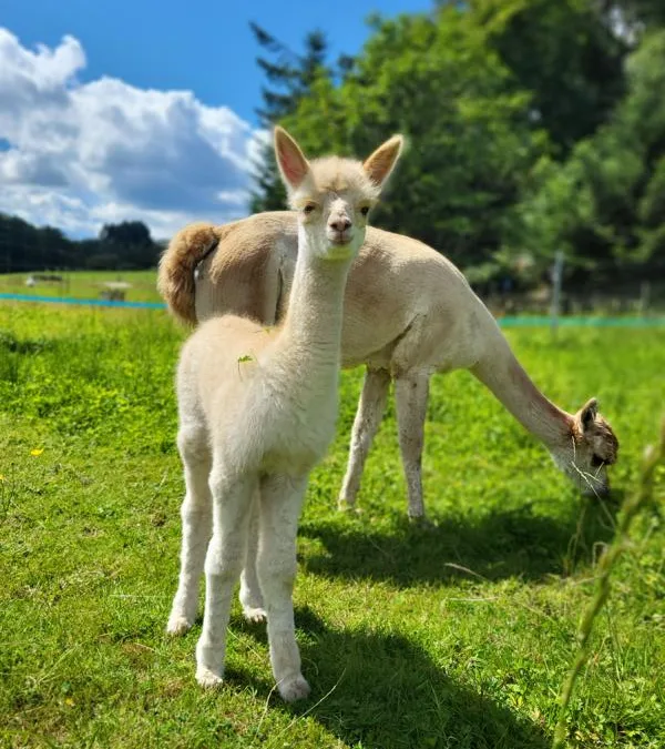 Einzelbegleitung Alpakabegegnung