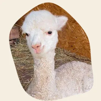 Alpaka Apollo